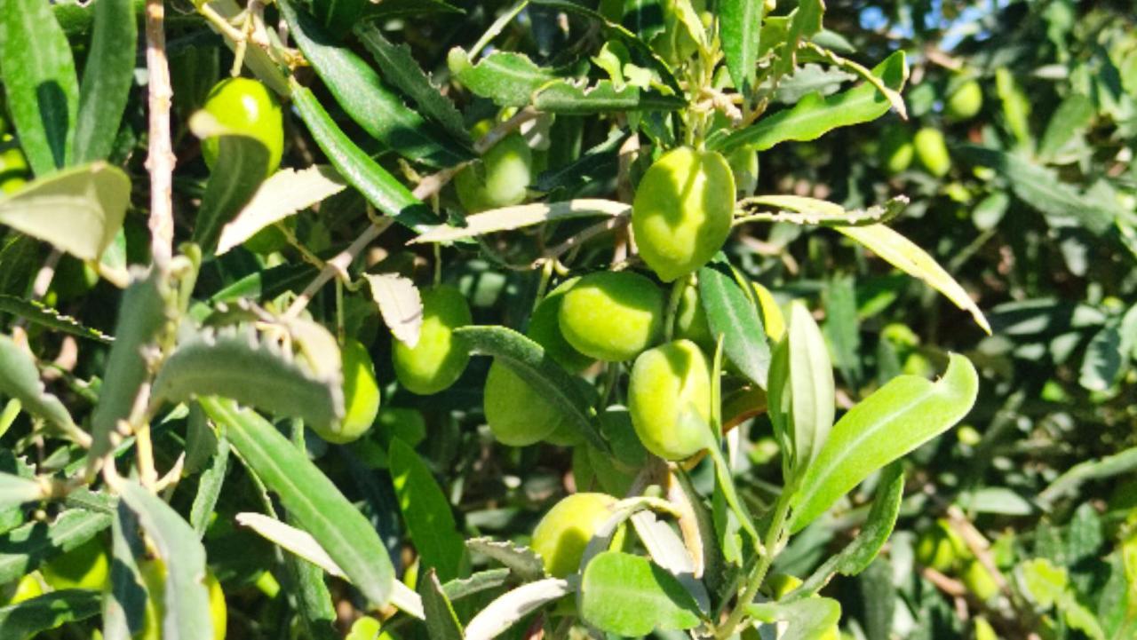 Le Zagare Di Vendicari Villa Lido di Noto Eksteriør billede